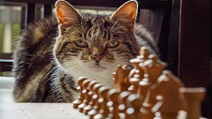 French Defence Chess Opening Traps course